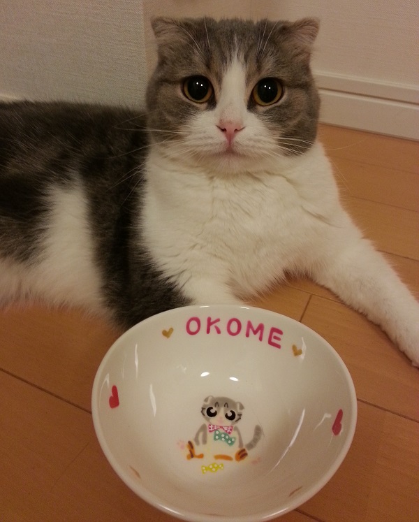 オーダー猫用食器全身　OKOME