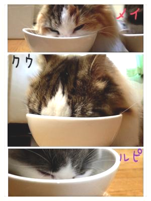オーダー猫用食器食事風景1